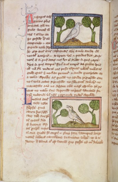 MS 379 f.22v 附有白鹰和夜莺的文字页面，选自《兽类志》（牛皮纸）。 作者 英语学校
