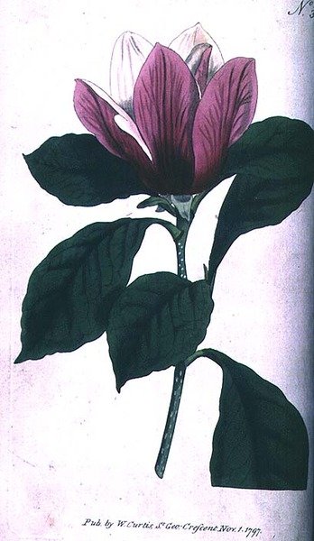 白玉兰（Magnolia purpurea），板块390来自威廉-柯蒂斯的《植物学杂志》（或《花卉园展示》），出版。1792年（版画 作者 英语学校