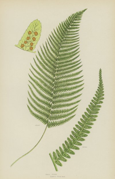 雄性蕨类植物（彩色印刷品） 作者 英语学校