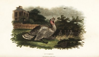 雄性火鸡 Meleagris gallopavo，保护矮脚鸡免受掠食性鹰的伤害 作者 英语学校
