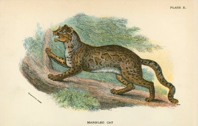 大理石猫 作者 英语学校