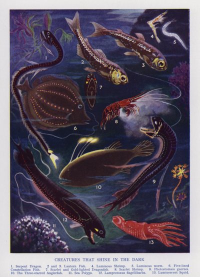 在黑暗中发光的海洋生物（彩色平版印刷）。 作者 英语学校