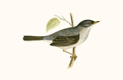 Marmora&39;s Warbler，作者：Charles Robert Bree（1811-86）于1867年出版的“不列颠群岛未观察到的欧洲鸟类历史” 作者 英语学校