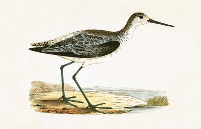 Marsh Sandpiper，来自“不列颠群岛未观察到的欧洲鸟类历史”的插图作者Charles Robert Bree（1811-86），1867年出版 作者 英语学校