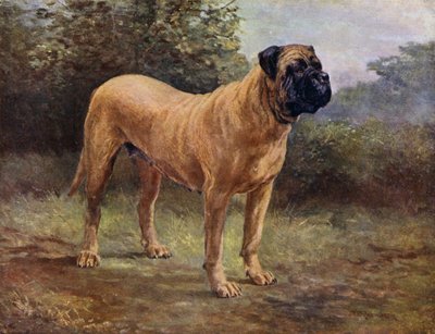 獒犬母犬冠军 Elgiva，KCSB 1363 A（彩色石印版） 作者 英语学校