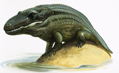 Mastodosaurus 作者 英语学校