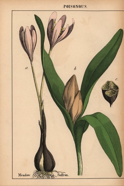开着紫色花的草地藏红花，选自《教学图画书，或蔬菜世界的课程》，[夏洛特-玛丽-永格]，爱丁堡 作者 英语学校