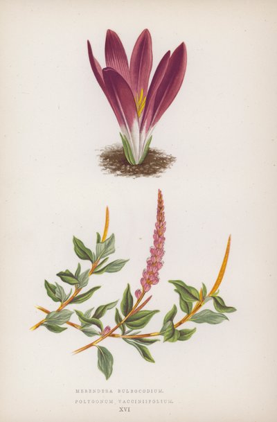 Merendera Bulbocodium；Polygonum Vaccinifolium（彩色石版画） 作者 英语学校
