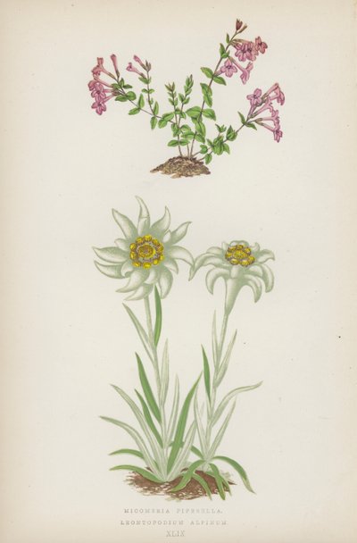 蒌蒿（Micomeria Piperella）；高山莱昂托普纳（Leontopodium Alpinum）（彩色石版画 作者 英语学校