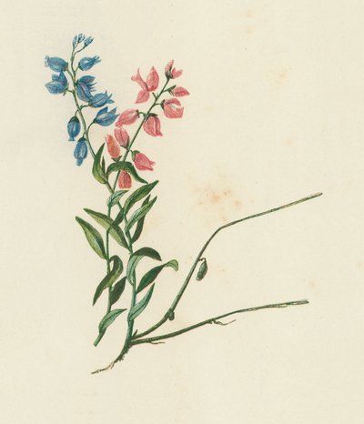 Milkwort, Polygala Vulgaris（彩色石版画） 作者 英语学校
