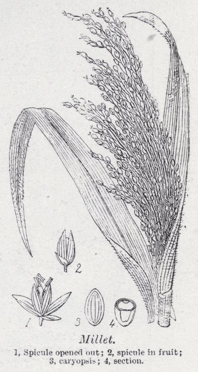 小米（石版画） 作者 英语学校