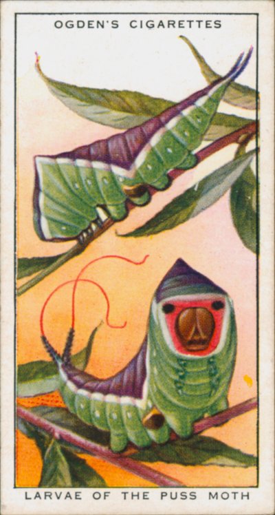 拟态保护，昆虫，舞毒蛾幼虫（彩色石版画） 作者 英语学校