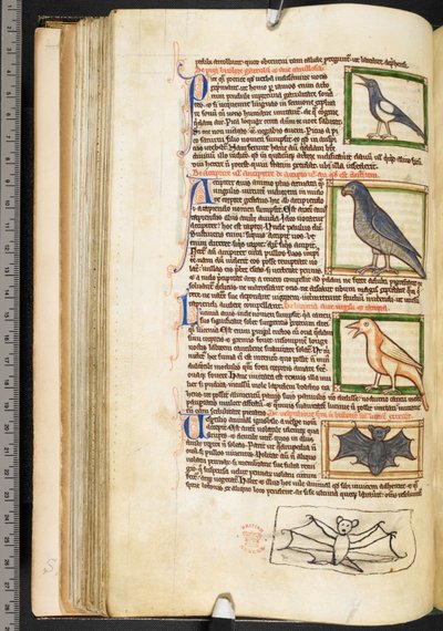 鸟类微型图和蝙蝠的边缘图画，来自神学杂项，包括 Summa de vitiis、Harley 3244、f.55v、c.1236-50（牛皮纸） 作者 英语学校