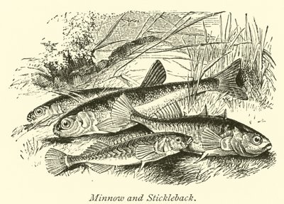Min鱼和Stickleback 作者 英语学校