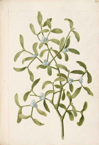 槲寄生。半寄生植物，约 1664 年（石版画） 作者 英语学校