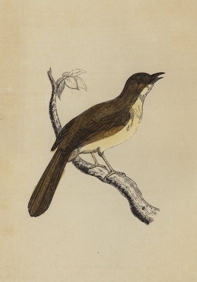 Mocking Bird (colour litho) 作者 英语学校