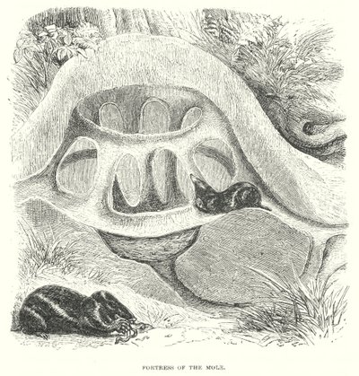 鼹鼠山（雕刻） 作者 英语学校