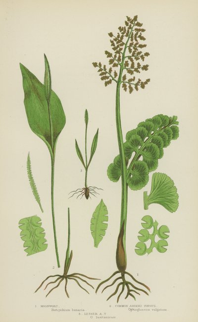 月见草、普通加德纳舌草、小加德纳舌草（彩色石版画） 作者 英语学校