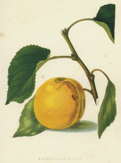 Moorpark Apricot 作者 英语学校