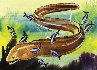 海鳗 作者 英语学校