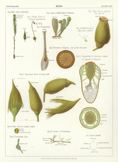 苔藓 作者 英语学校
