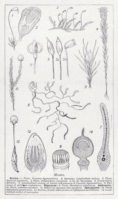 苔藓（石版画） 作者 英语学校