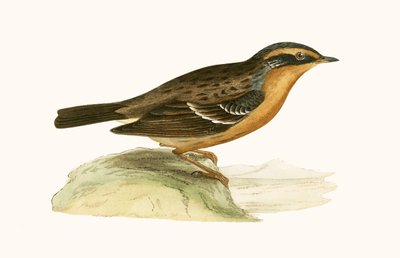 Mountain Accentor，来自&39;不列颠群岛未观察到的欧洲鸟类历史&39;的插图作者：Charles Robert Bree（1811-86），1867年出版 作者 英语学校