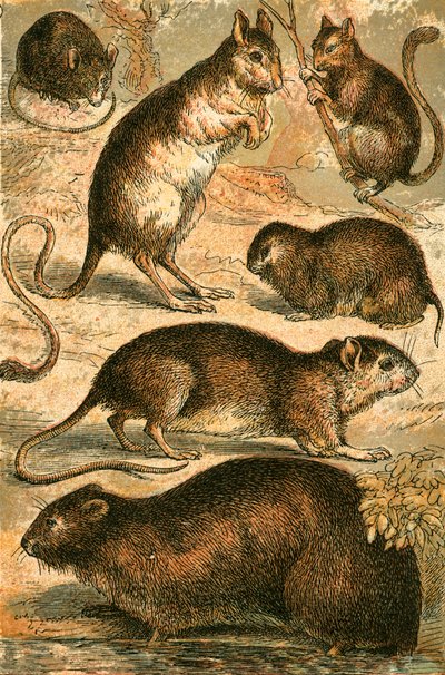 鼠标，Jerboa，大鼠，麝鼠，睡鼠和田鼠 作者 英语学校