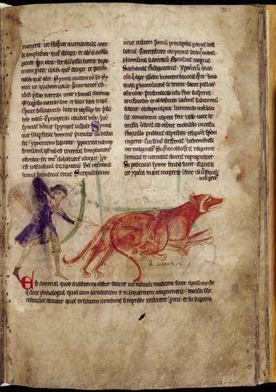 女士254，f.19r：亨斯曼瞄准两个海狸的箭，来自一个兽医，13世纪初（羊皮纸） 作者 英语学校