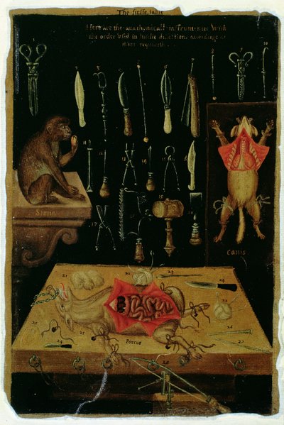 亨特女士 364 表 I 解剖仪器，来自解剖表，作者：约翰·巴尼斯特 (1540-1610)（牛皮纸油画） 作者 英语学校