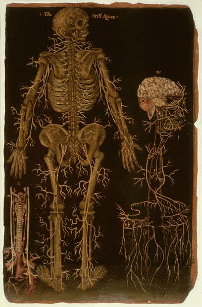 Hunter 364表V解剖，来自Anatomical Tables，作者：John Banister（1540-1610）（棕色纸上的油） 作者 英语学校