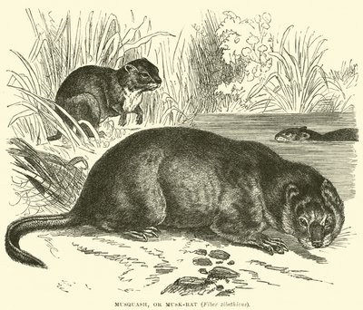 Musquash，或Musk-rat，Fiber zibethicus 作者 英语学校