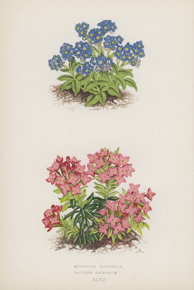 Myosotis Rupicola; Daphne Cneorum（彩色石版画） 作者 英语学校