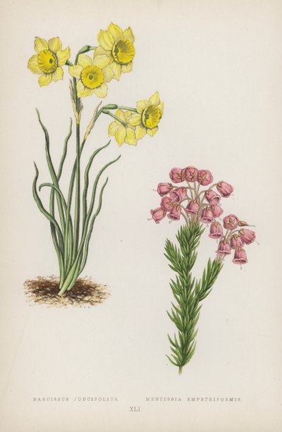 Narcissus Juncifolius; Menziesia Empetriformis（彩色石版画） 作者 英语学校