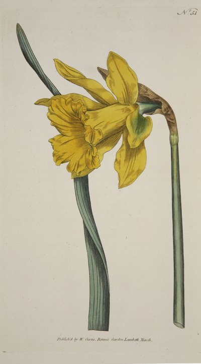 大水仙(Narcissus Major)，出自《植物学杂志》或《展示的花圃》(The Botanical Magzaine or Flower Garden Displayed), pub.1793年（手绘版画 作者 英语学校