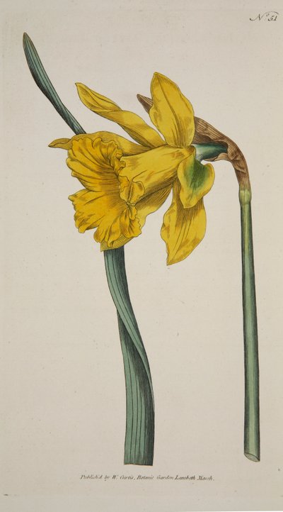 大水仙》（Narcissus Major Great Daffodil），出版。1793年手绘版画。 作者 英语学校