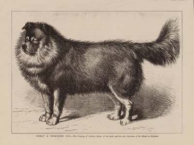 "尼禄"，一只尼泊尔犬，第 63 部队莱恩上尉的财产，也是英国唯一的犬种标本（雕刻） 作者 英语学校