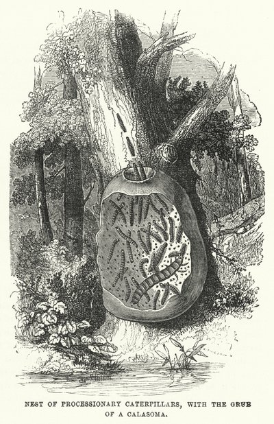 一窝游行的毛毛虫，和一只Calasoma的蛴螬（雕版画 作者 英语学校