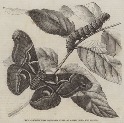 新蚕蛾（Saturnia Cynthia）、毛毛虫和茧（雕刻） 作者 英语学校