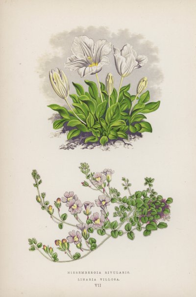 Nierembergia Rivularis；Linaria Villosa（彩色石版画） 作者 英语学校