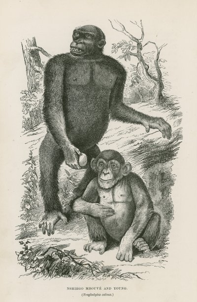 Nshiego Mbouve和Young，Troglodytes Calvu 作者 英语学校
