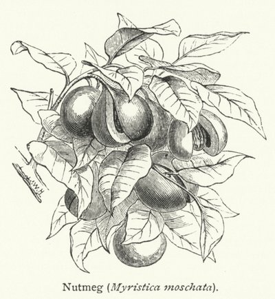 肉豆蔻（Myristica moschata）（雕刻） 作者 英语学校