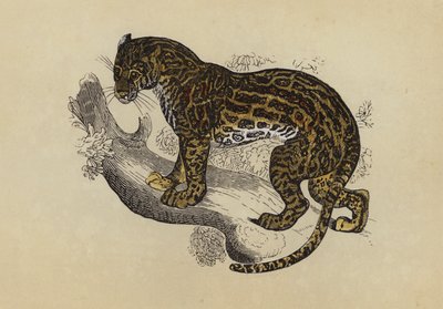 猫鼬 (彩色印刷) 作者 英语学校