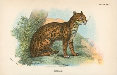 山猫 作者 英语学校