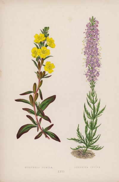 Oenothera Pumila；Veronica Incisa（彩色石版画） 作者 英语学校