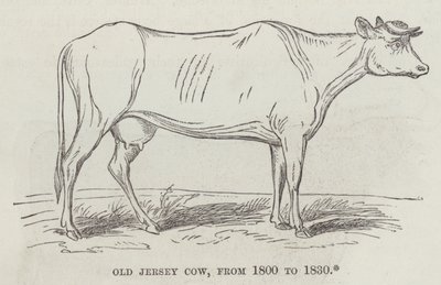 Old Jersey cow, from 1800 to 1830 (engraving) 作者 英语学校