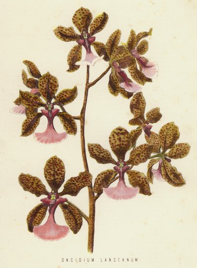 Oncidium Lanceanum（色石） 作者 英语学校