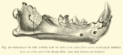 Cave Lion（Felis spelaea）的下颚的一半，部分破碎 作者 英语学校