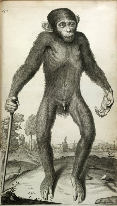Orang-Outang, sive Homo Sylvestris: or, the Anatomy of a Pygmie compared with that of a monkey, an ape, and a man...
