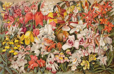 兰屋（chromolitho） 作者 英语学校